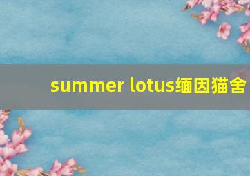 summer lotus缅因猫舍